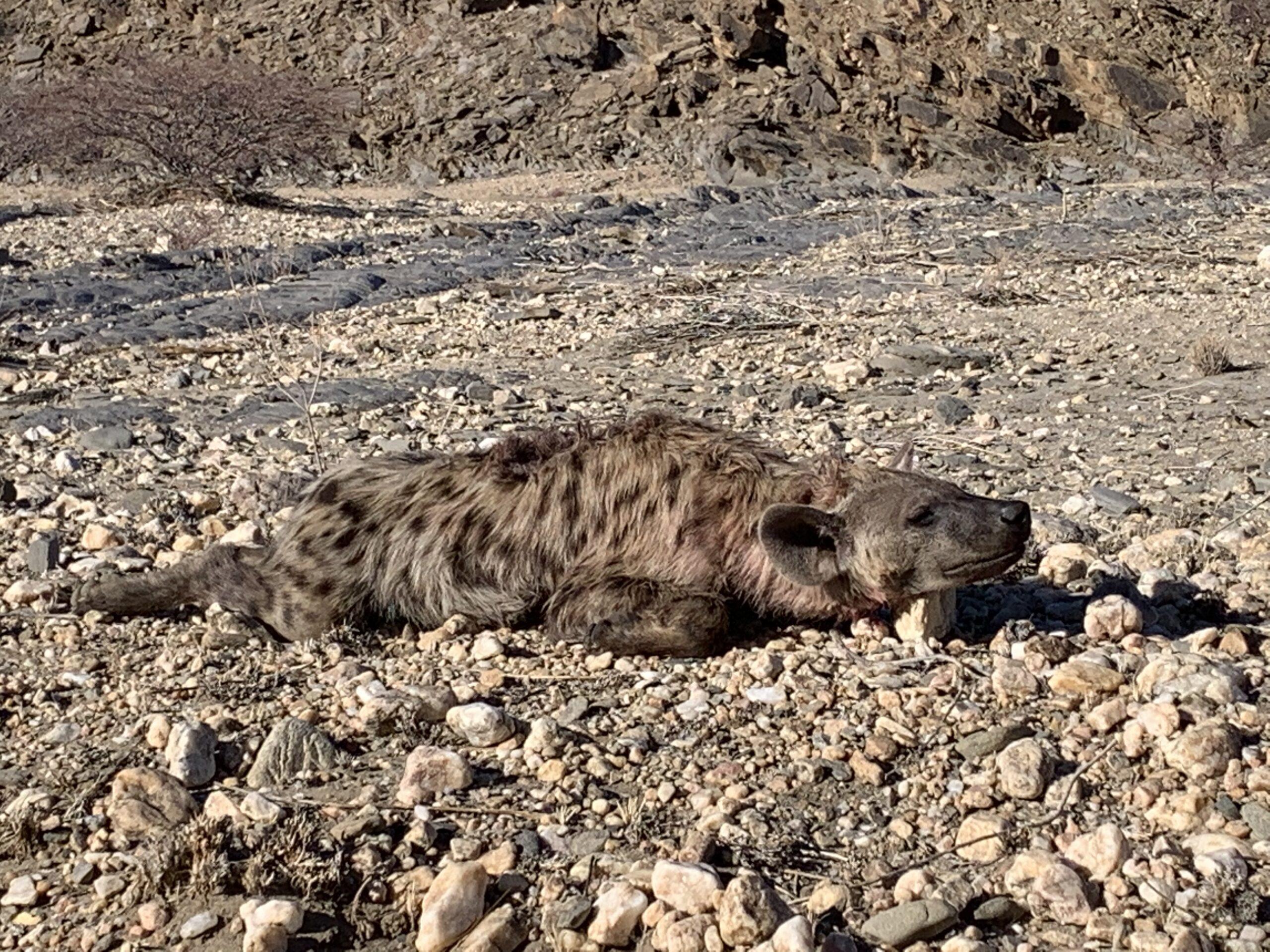 Leopard Hunting in Namibia & Brown Hyena Cancelation Hunt