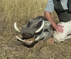 Leopard Hunting in Namibia & Brown Hyena Cancelation Hunt