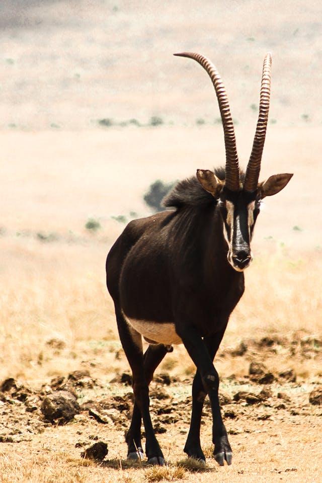 6 Day Sable & Cape Buffalo Hunt in Limpopo, South Africa