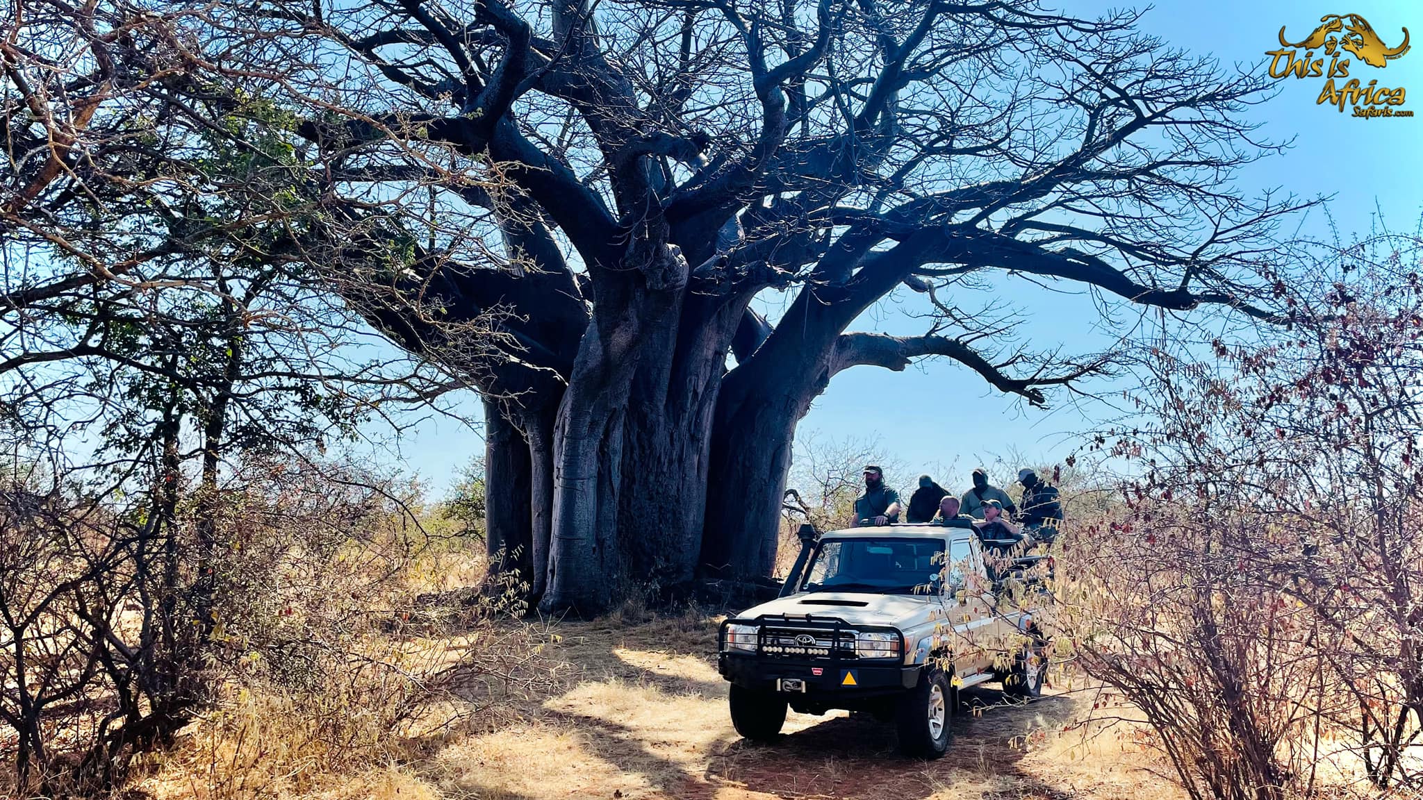 Leopard Hunting in Namibia & Brown Hyena Cancelation Hunt