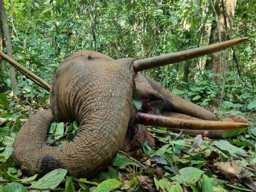 Leopard Hunting in Namibia & Brown Hyena Cancelation Hunt