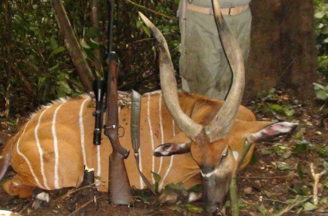 Hunting Safari for Bongo and Forest Elephant in Cameroon