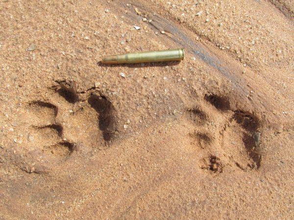 Leopard Hunting in Namibia & Brown Hyena Cancelation Hunt