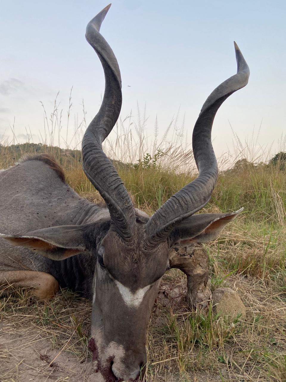 Leopard Hunting in Namibia & Brown Hyena Cancelation Hunt