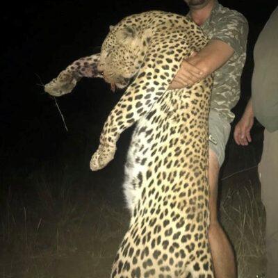 Leopard hunting 14 Days in the Heart of Namibia