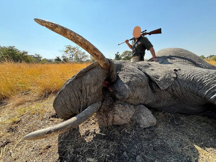 Exportable Trophy Elephant Hunt in Zambezi, Namibia  