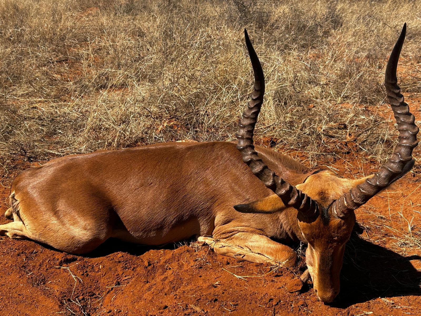 Leopard Hunting in Namibia & Brown Hyena Cancelation Hunt