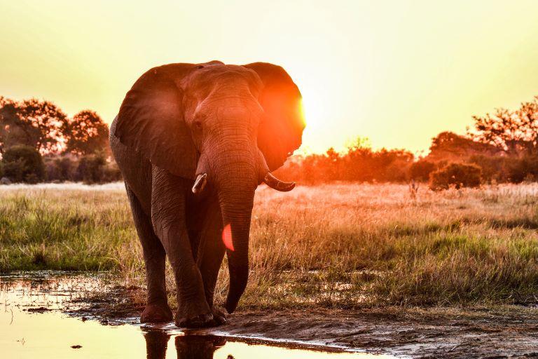 Elephant Hunting in Botswana plus Leopard & Buffalo 1:1