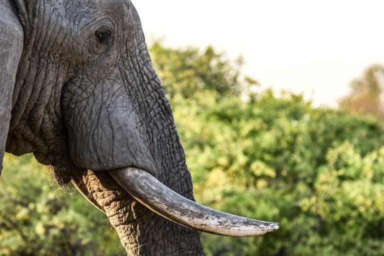 Leopard Hunting in Namibia & Brown Hyena Cancelation Hunt