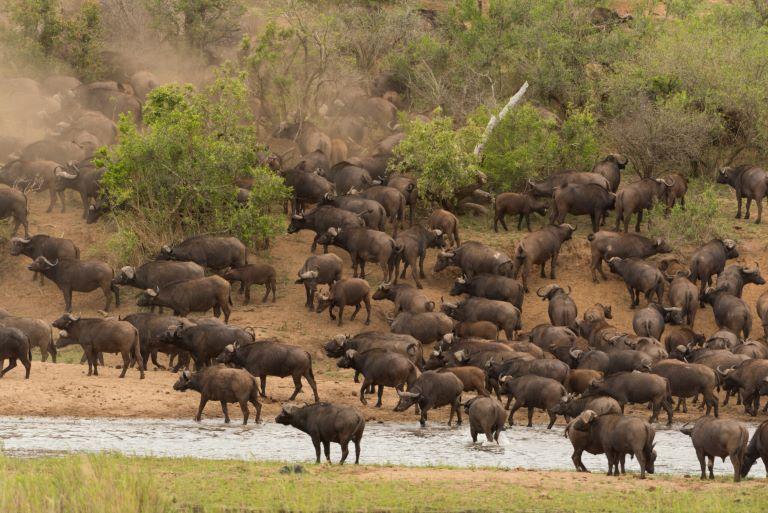 Leopard Hunting in Namibia & Brown Hyena Cancelation Hunt