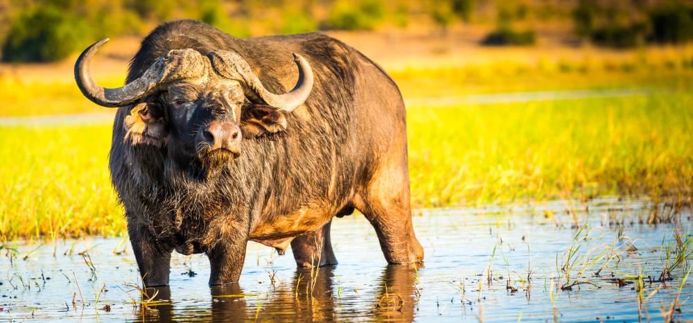 Leopard Hunting in Namibia & Brown Hyena Cancelation Hunt