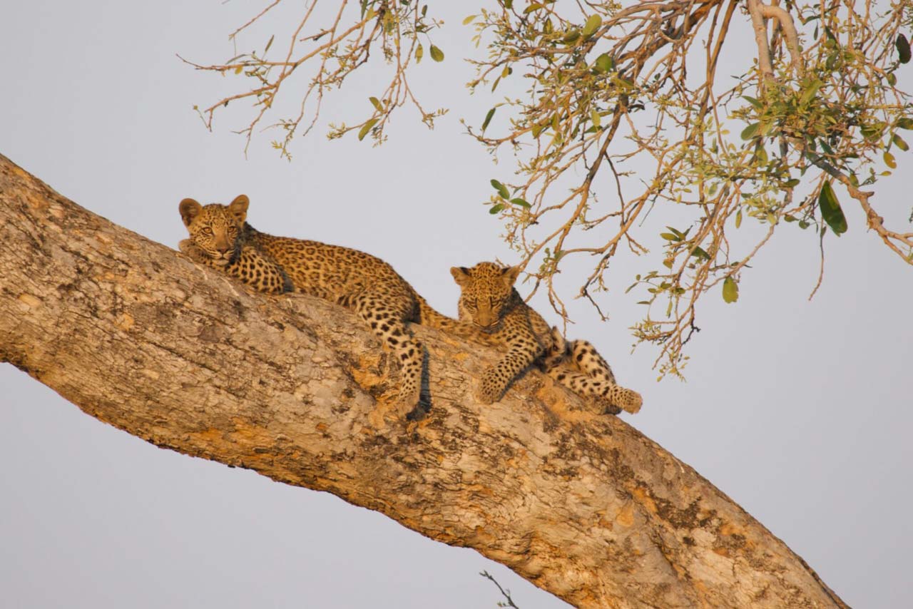 Leopard Hunting in Namibia & Brown Hyena Cancelation Hunt