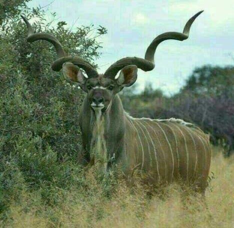 Leopard Hunting in Namibia & Brown Hyena Cancelation Hunt