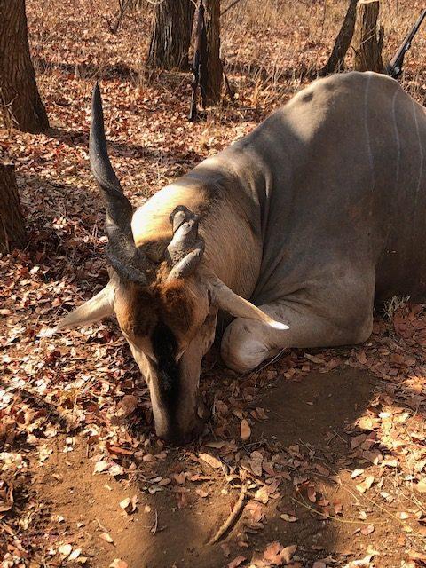 Leopard Hunting in Namibia & Brown Hyena Cancelation Hunt