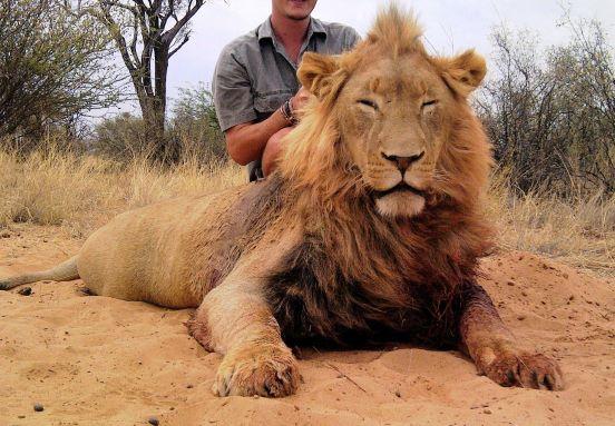 Kalahari Lioness and Lion Hunt in South Africa