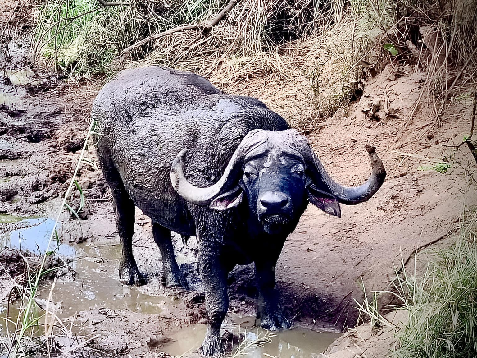 Leopard Hunting in Namibia & Brown Hyena Cancelation Hunt