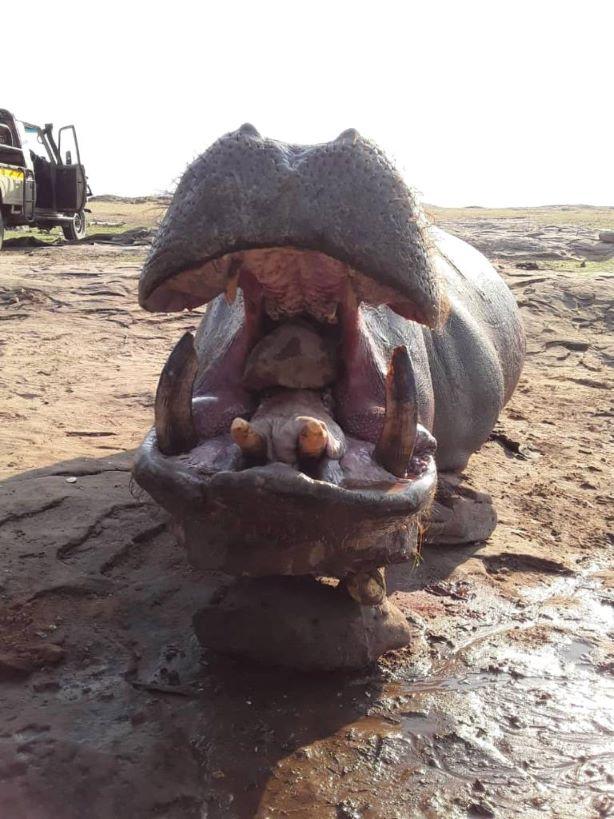 Leopard Hunting in Namibia & Brown Hyena Cancelation Hunt