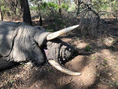 Elephant Hunting in Zimbabwe 10 Days Action in Save Valley