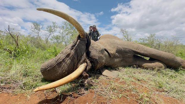 Dangerous game hunting in Botswana, Trophy Elephant 