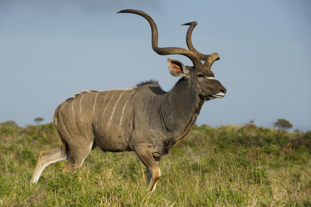 KUDU HUNTING