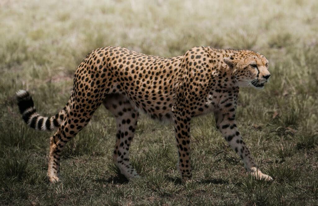 CHEETAH HUNTING