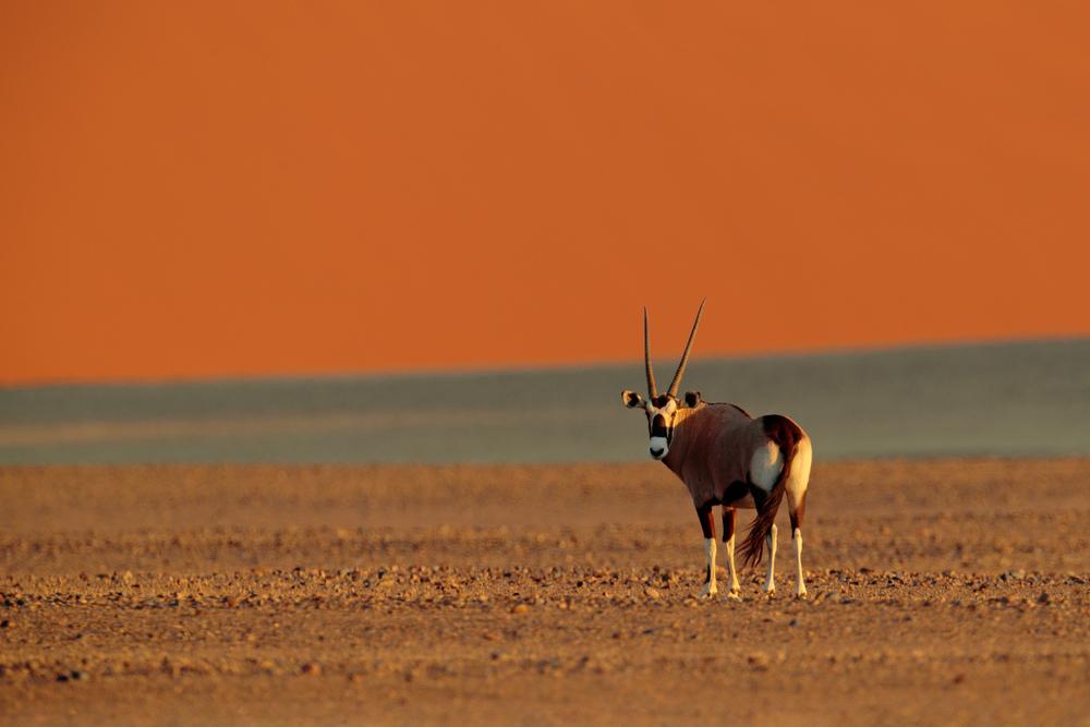 GEMSBOK HUNTING