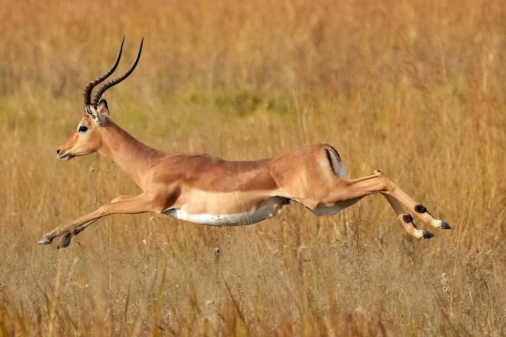 Hunting Medium Antelope