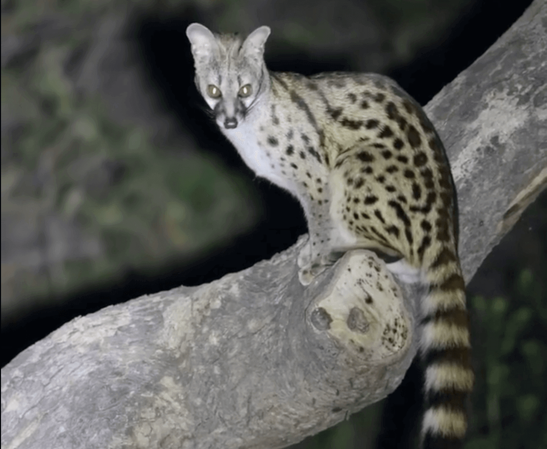 African Hunts Targeting The Common Large Spotted Genet