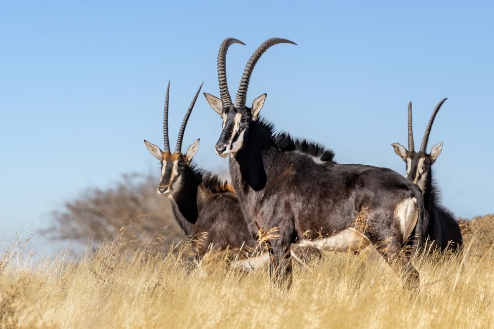 SABLE ANTELOPE