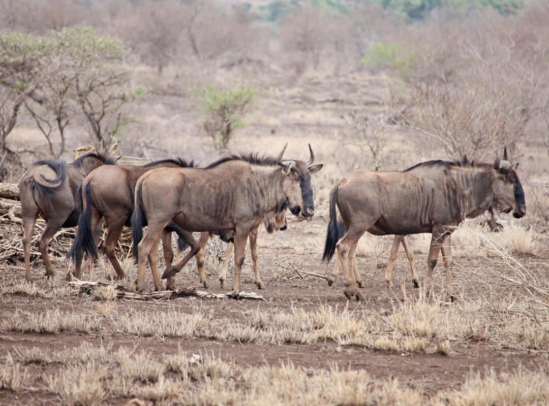 Cookson’s Wildebeest Hunting In Zambia