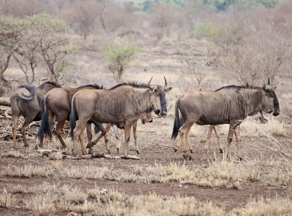 COOKSON'S WILDEBEEST