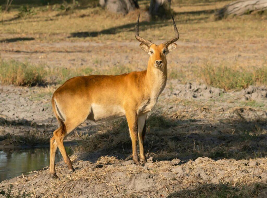 KAFUE LECHWE
