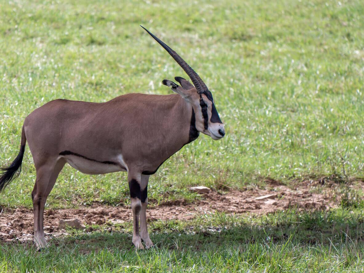 African Hunts Targeting The Fringe-Eared Oryx