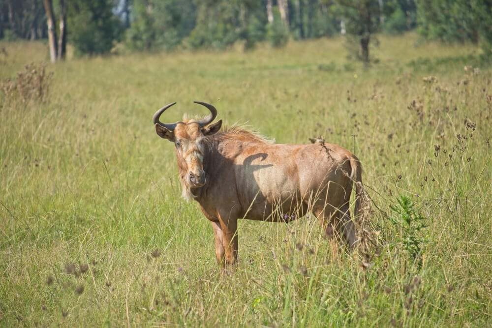 GOLDEN WILDEBEEST