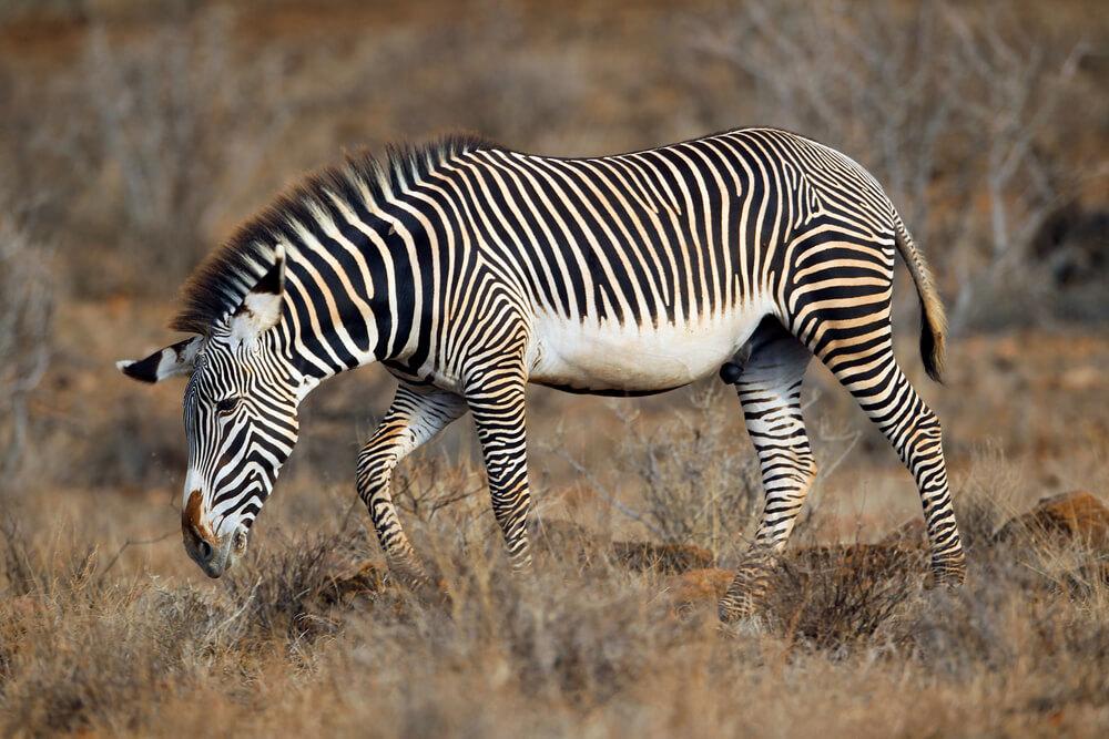 GREVY’S ZEBRA