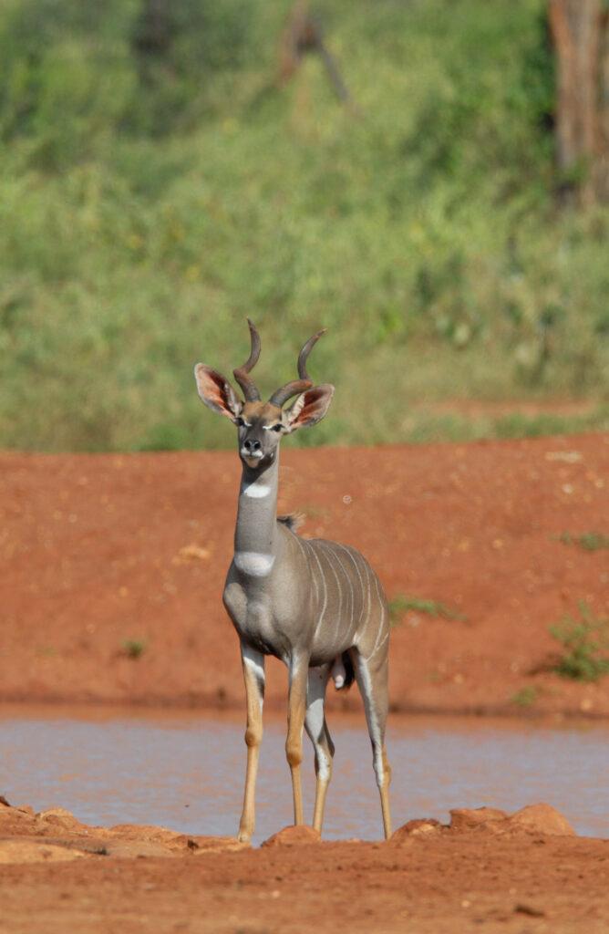 LESSER KUDU