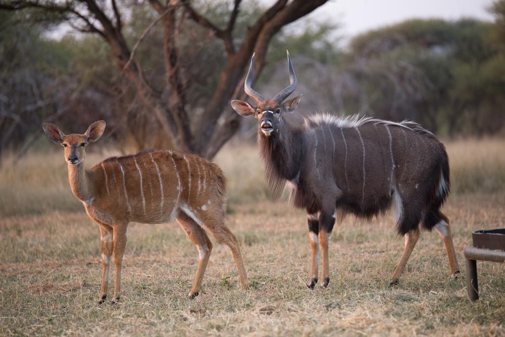 NYALA