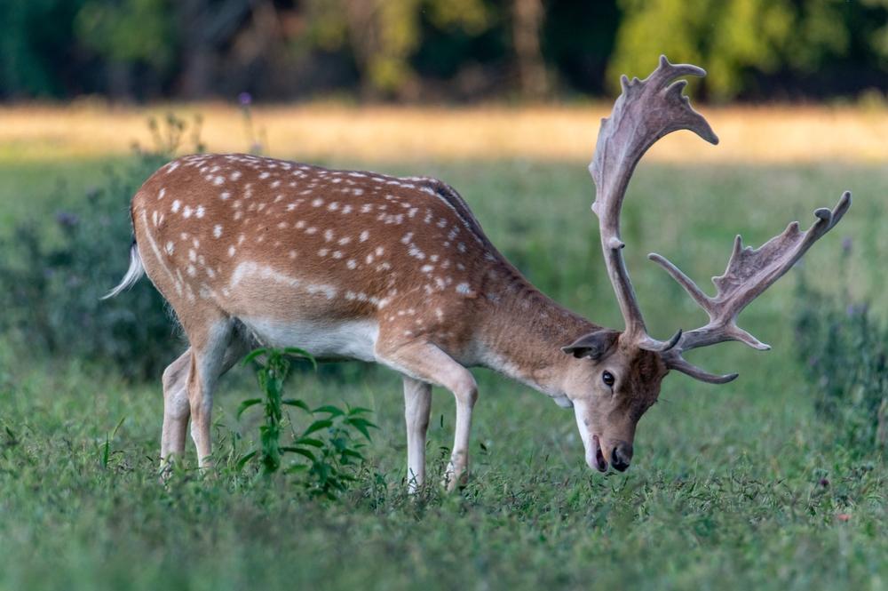 FALLOW DEER