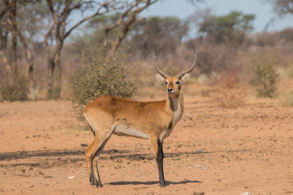COMMON REEDBUCK