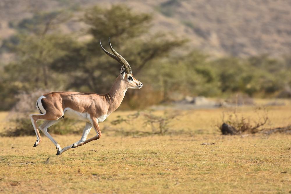 Game Hunting Grant’s Gazelle In Africa