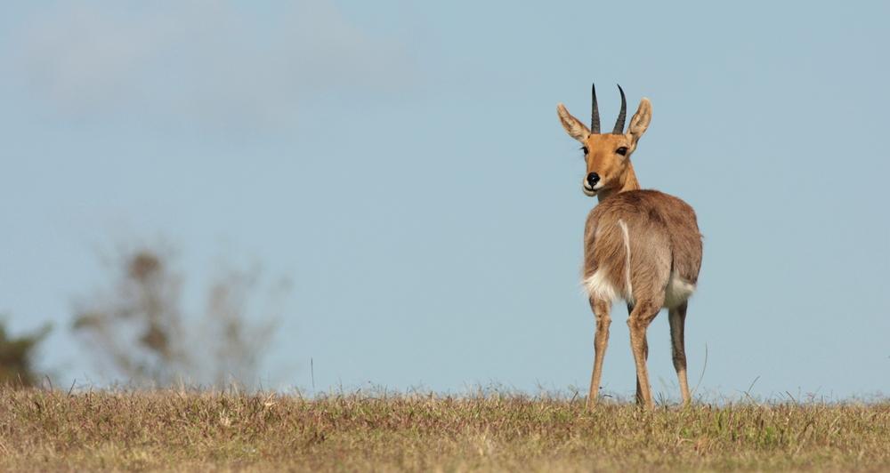 MOUNTAIN REEDBUCK
