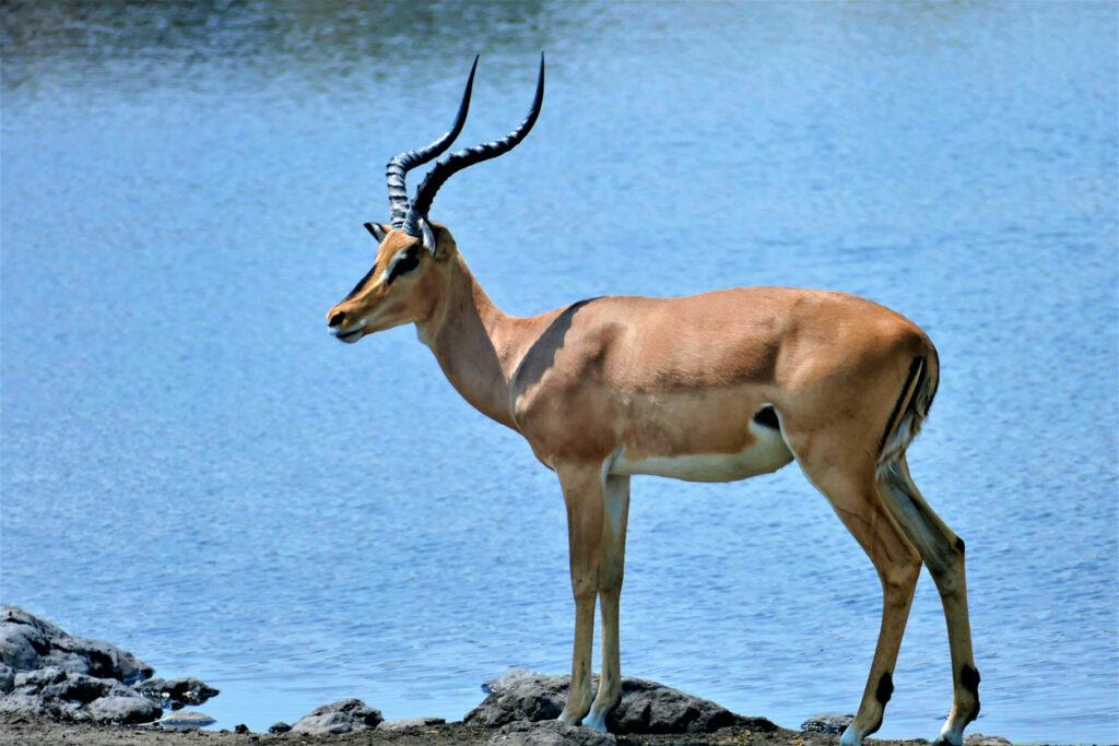 BLACK-FACED IMPALA