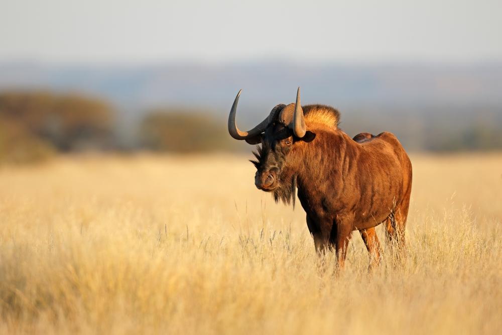 BLACK WILDEBEEST