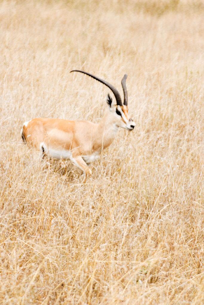 ROBERTS GAZELLE
