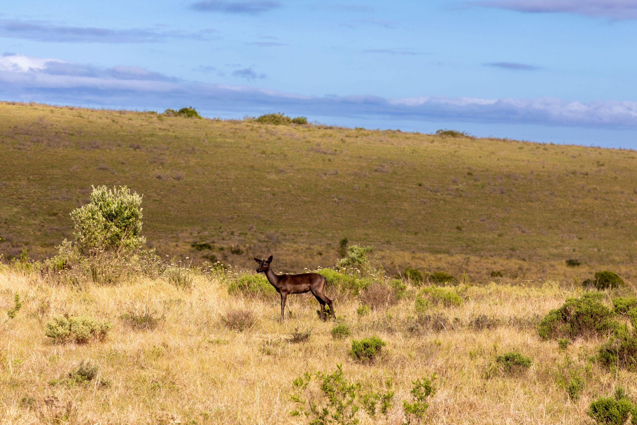 African Hunting The Black Impala
