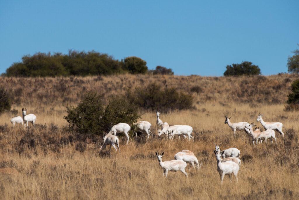 WHITE SPRINGBOK