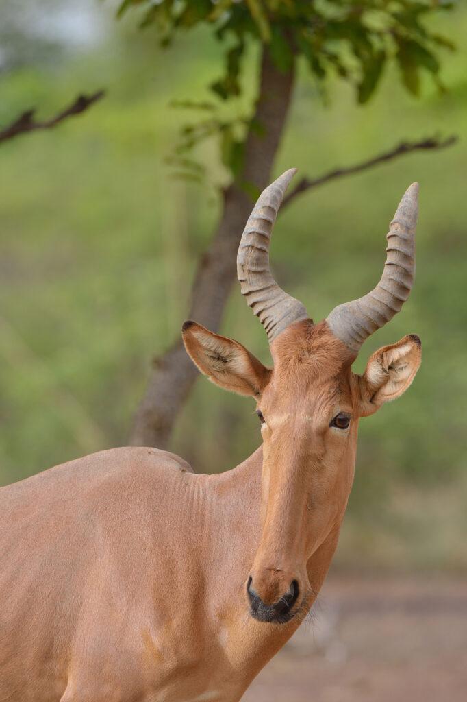 WESTERN HARTEBEEST
