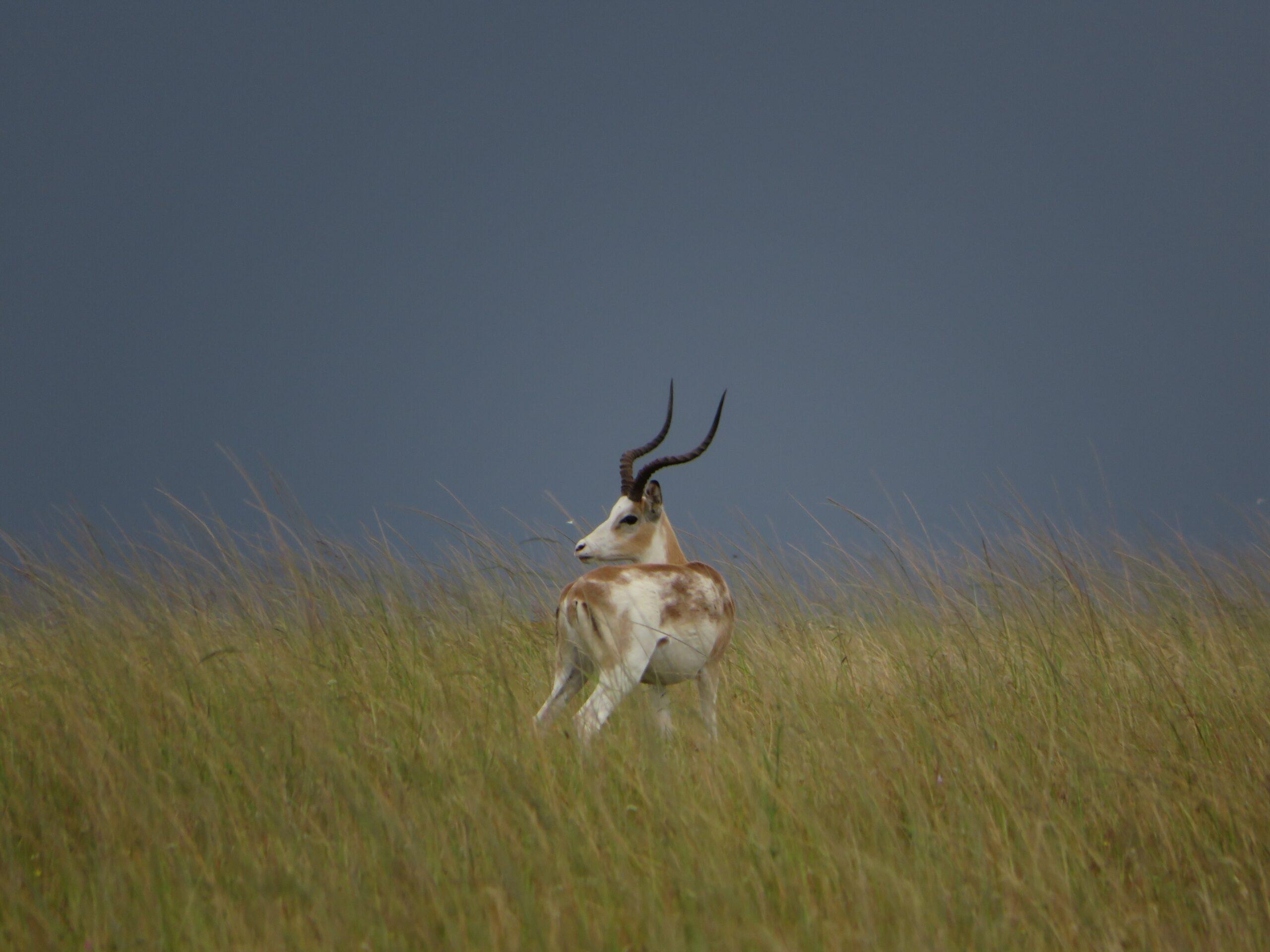 Targeting The White-Flanked Impala