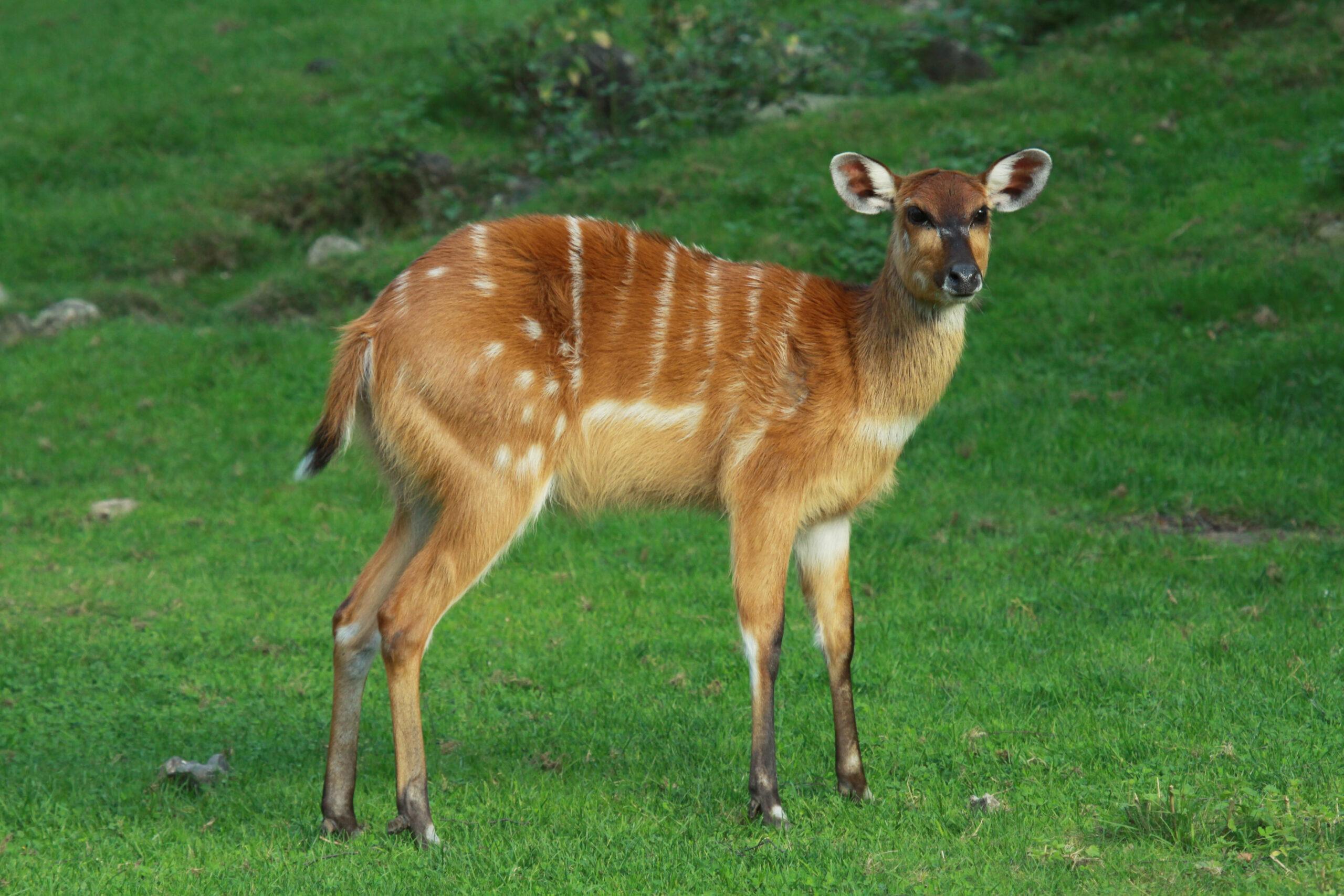 Hunting The Western Sitatunga