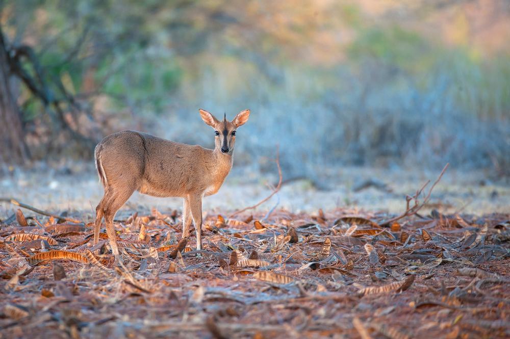 GRAY DUIKER